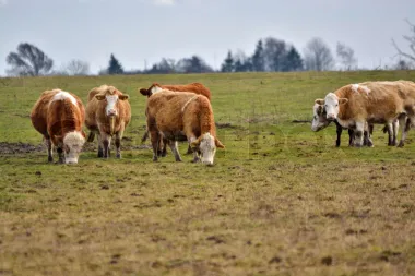 Forsidebillede for projektet 36. Landbruget kalder Holstebro med 